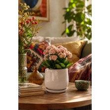 Evdek Tabaklı Armut Vizon Çömlek Saksı 15X15 cm