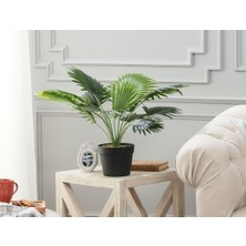 Starseven Plaquela Saksılı Bitki