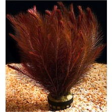 Starseven Rotala Wallichii Red Bağ 8-10 Kök Bitki 413142