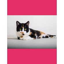 Starseven Calico Cat Daily Planner 2023-2024