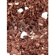 Starseven Substrat Mix Ithal Torf Cocopeat Perlit Özel Karışım Saksı Harcı Çiçek Bitki Toprağı 3 Lt