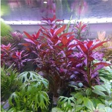 Starseven Ludwigia Peruensis In Vitro Bitki