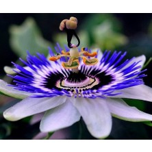 Starseven Passiflora Çiçeği 5+ Tohum – Çarkıfelek Çiçeği Tohumları – Saksı Bahçe Yetiştiriciliğine