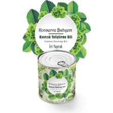 Renas Store Konserve Bahçem Evde Konservede Iri Yapraklı Kıvırcık Yetiştirme Kiti