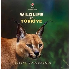 Renas Store Wıldlıfe Of Türkiye