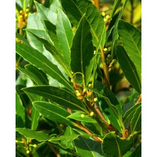 2 Yaş Defne Fidanı 'laurus Nobilis'