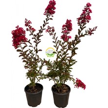 5 Adet Kırmızı Renk Oya Ağacı Fidanı Paketi 'lagerstroemia Indica