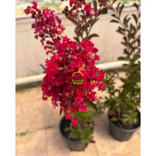 Kırmızı Renk Oya Ağacı Fidanı 'lagerstroemia Indica'