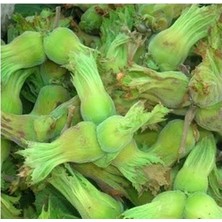 Belirtilmemiş Kabuklu Taze Yeşil Fındık 3 kg