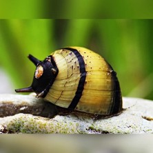 Moss Akvaryum Dikenli Nerite Salyangoz 2 Adet