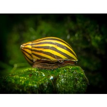 Moss Akvaryum Zebra Nerite Çizgili Salyangoz 2 Adet