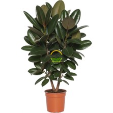 Fidan Sepetim Kauçuk Çiçeği 2 Gövdeli 80-100cm