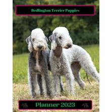Mey İthalat Bedlington Terrier Puppies