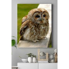 Mey İthalat Postermanya (PSTER15180) Baykuş Hayvan Kanvas Tablo 50 x 70