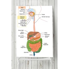 Mey İthalat Postermanya (PSTER3180) Sindirim Sistemi Eğitim Posteri