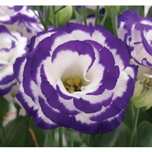 Mey İthalat Lisianthus (Lale Gül) Gelin Buketi Serisi - Mavi Nokta (5 Tohum)