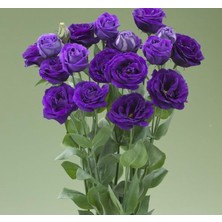 Mey İthalat Lisianthus (Lale Gül) Gelin Buketi Serisi - Mor (5 Tohum)