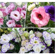 Mey İthalat Lisianthus (Lale Gül) Gelin Buketi Serisi - Karışık (5 Tohum)