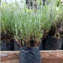 Trendege 1 Adet Poşetli Tüplü Angustifolia Lavanta Fidesi Fidanı