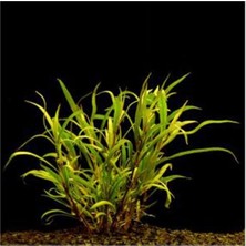 Mey İthalat Hygrophila Lacustris Saksı Canlı Bitki