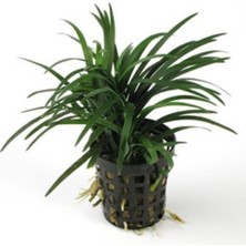 Mey İthalat Ophiopogon Japonica Saksı Canlı Bitki P122
