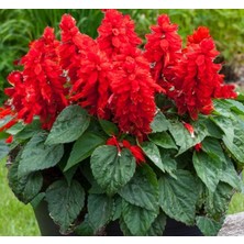 Mey İthalat Kırmızı Ateş Çiçeği - Salvia F1 Tohumu (30 Tohum)