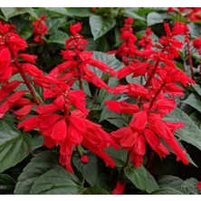 Mey İthalat Ateş Çiçeği Tohumu (Bodur Çok Çiçekli) Kırmızı Renkli - 15 Tohum