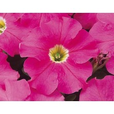 Mey İthalat Pembe Petunya (20 Tohum)