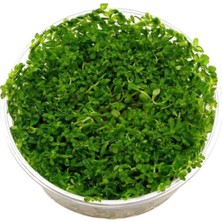 Mey İthalat Rotala Indica Green In Vitro 200CC Canlı Bitki