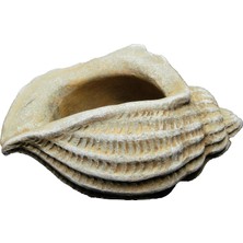 Mey İthalat Classic Home And Garden 260024-C149 Jagger Kabuğu Sukulent Saksısı, Kum
