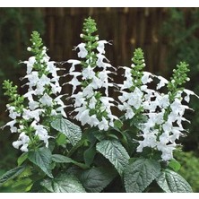 Mey İthalat Beyaz Ateş Çiçeği - Salvia F1 Tohumu (30 Tohum)