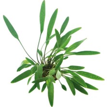 Mey İthalat Cryptocoryne Lucens Saksı Canlı Bitki
