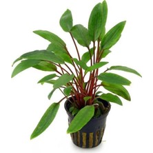 Mey İthalat Cryptocoryne Beckettii Saksı Canlı Bitki