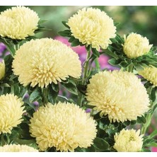 Mey İthalat Aster Kasımpatı (Krizantem) Sarı Renkli - 20 Tohum