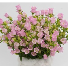 Mey İthalat Çan Çiçeği Tohumu (Mini Maviş) Pembe Renkli - 5 Tohum