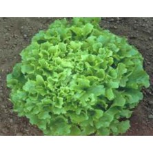 Mey İthalat Marul Arapsaçı Tohumu - Aksel 10 gr