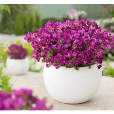 Mey İthalat Arabis Tohumu (Alp Kesimi) Kırmızı Renkli - 20 Tohum