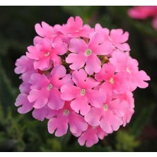 Mey İthalat Pembe Mine Çiçeği F1 Tohumu (20 Tohum)