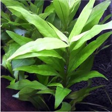 Mey İthalat Hygrophila Corymbosa Angustifolia Saksı Canlı Bitki TR-948143