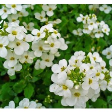 Mey İthalat Arabis Tohumu (Alp Kesimi) Beyaz Renkli - 20 Tohum