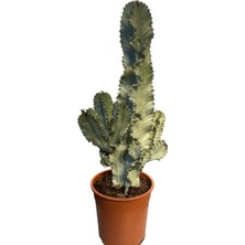 Modasteps Euphorbia Ingens Variegata Marmorata Kaktüsü