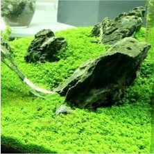 Mey İthalat Hemianthus Callitrichoides Cuba In Vitro 200CC Canlı Bitki