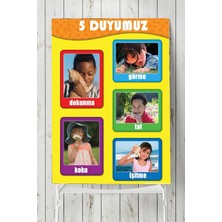 Mey İthalat Postermanya (PSTER2274) 5 Duyu Organı Eğitim Posteri (80X115CM)