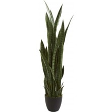 Nura Botanik Kılıç Çiçeği Paşa Kılıcı 40-60CM Ev Bitkisi Ofis Bitkisi Salon Bitkisi 3 Kök