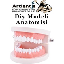 Artlantis Diş Modeli Anatomisi 1 Paket Insan Diş Çene Modeli Eğitci Fen Biyoloji Deney Maketi D