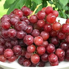 Ideapazar Tüplü Özel Çeşit Flame Seedless Çekirdeksiz Üzüm Asma-Bağ Fidanı