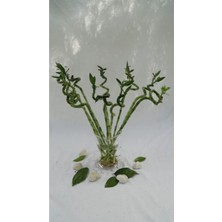 Bitki Fidanım Şans Bambusu 45-55 cm 5 Adet
