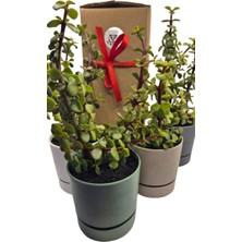 Para Çiçeği Crassula Ovata Canlı Bitki, Saksılı, 10CM Çap, 25CM Yükseklik, Karışık Renkli