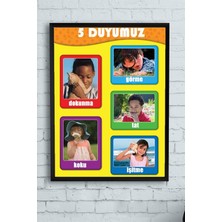 Mey İthalat Postermanya (PSTER9721) 5 Duyu Organı Eğitim Çerçeveli Tablo (40X50CM)