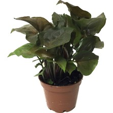 Betonish Syngonium Podophyllum 'Maria Allusion' (Melek Kanadı Çiçeği)
